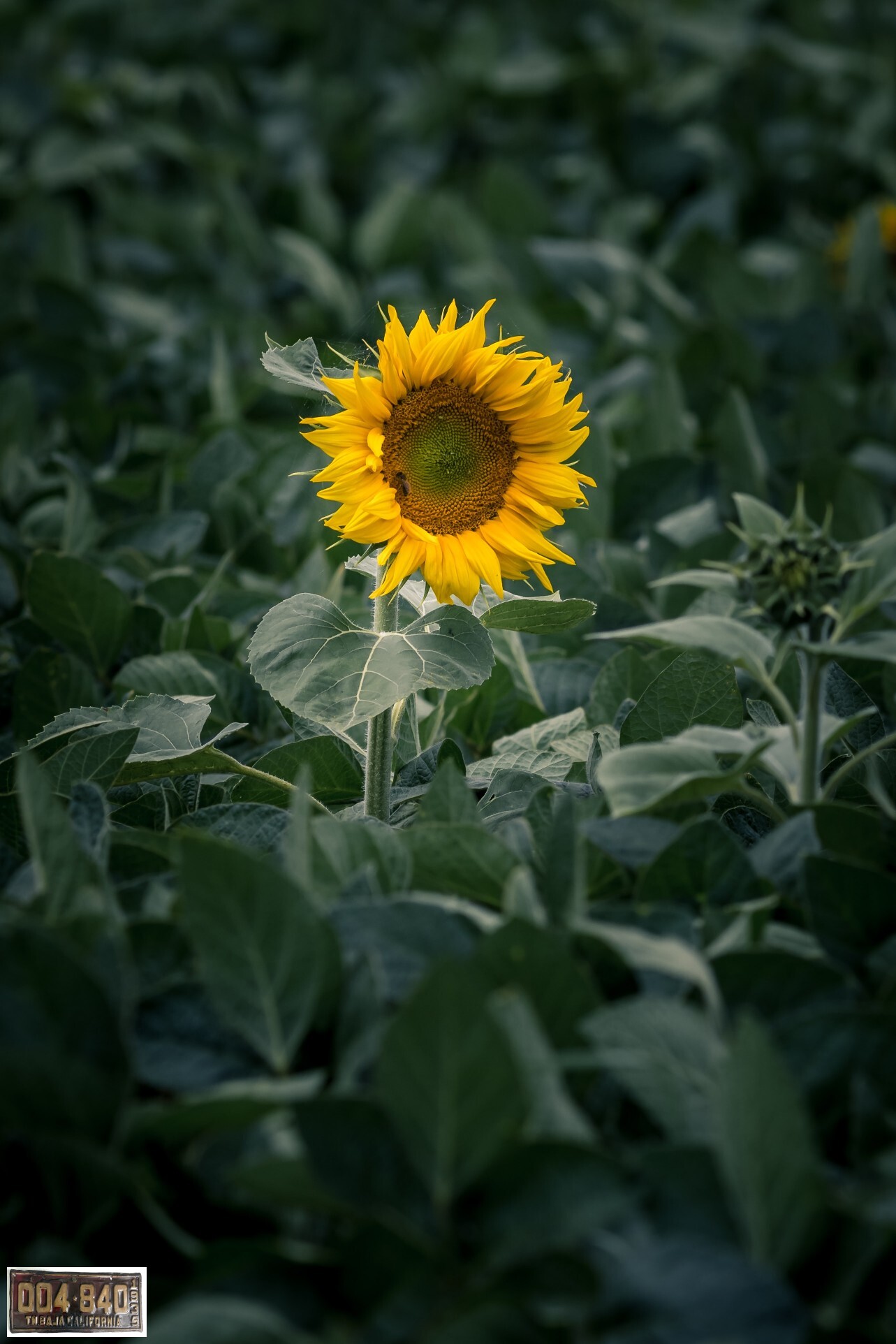 Floare de floarea-soarelui galbenă în centrul imaginii, tulpină dreaptă și frunze mari în lan verde.