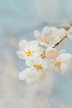 Close-up of cherry blossoms with white petals and pink centers, soft blue background.