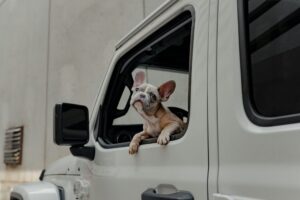 Light-furred French Bulldog looking out a white car window in an urban setting.
