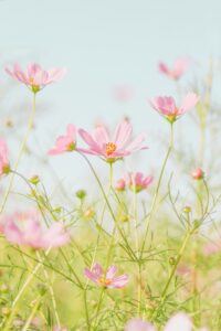 Pink flowers with yellow centers in a green field under clear blue sky.