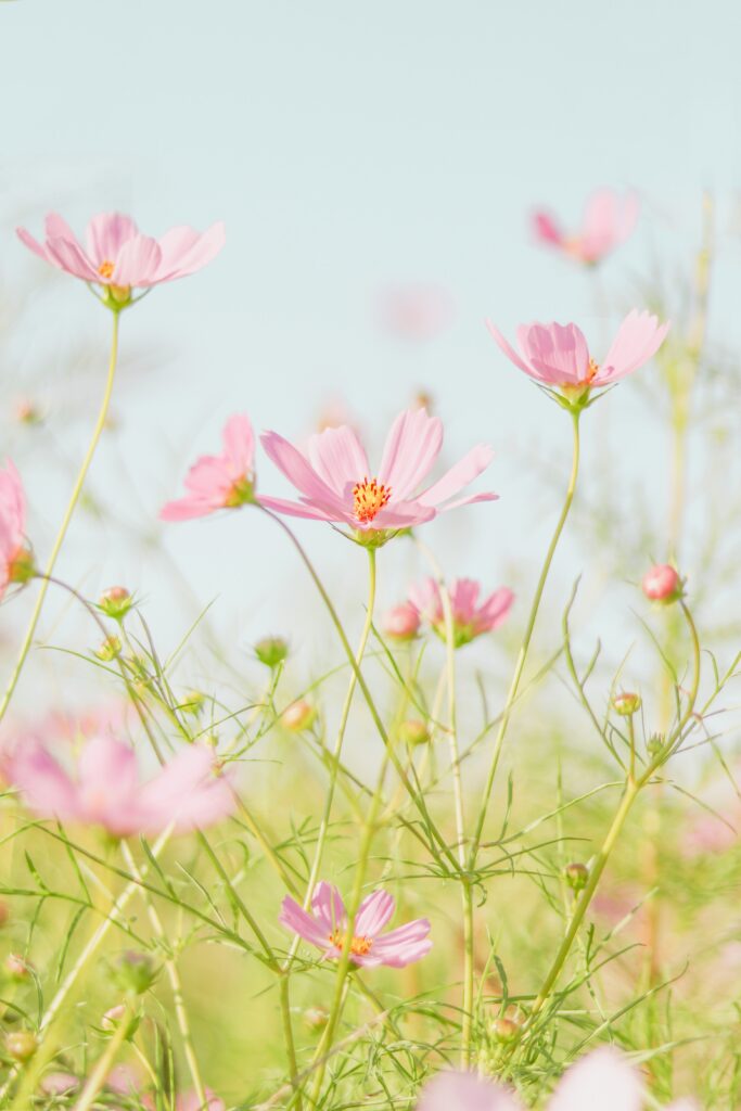 Pink flowers with yellow centers in a green field under clear blue sky.