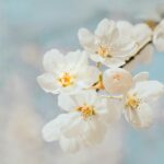 White cherry blossoms close-up with soft blue background