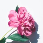 Pink peony with stem and two leaves on white background, casting shadow.