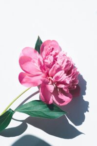Pink peony with stem and two leaves on white background, casting shadow.
