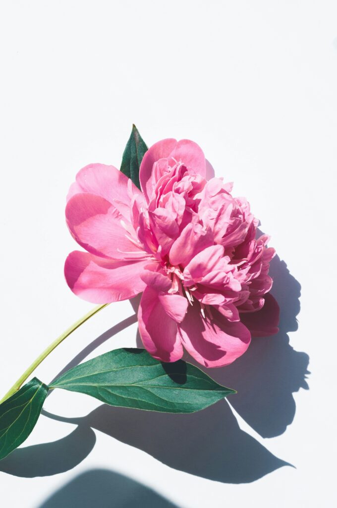 Pink peony with stem and two leaves on white background, casting shadow.