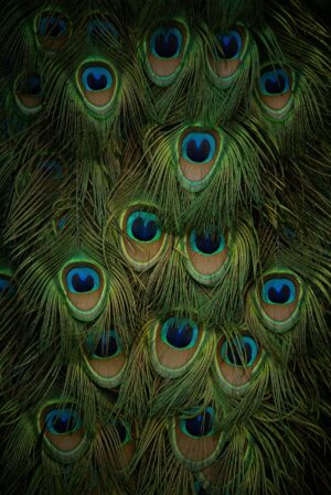 Close-up of peacock feathers with vibrant green, blue hues and eye-like patterns.
