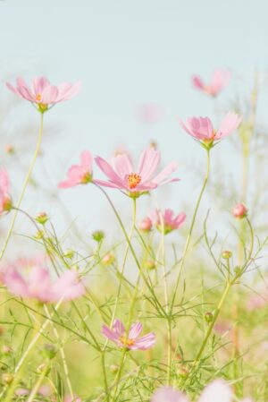 Pink cosmos flowers in bloom under a clear blue sky with blurred greenery.