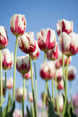 Cluster of red and white tulips with green stems against a blue sky.