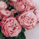 Close-up of a bouquet with pink roses, layered petals, green leaves on a soft background.