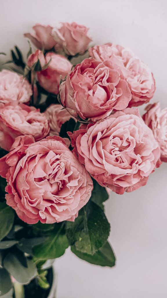 Pink roses with green leaves against a plain background.