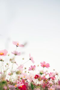 Field of pink and red cosmos flowers with yellow centers against clear blue sky, low angle view.