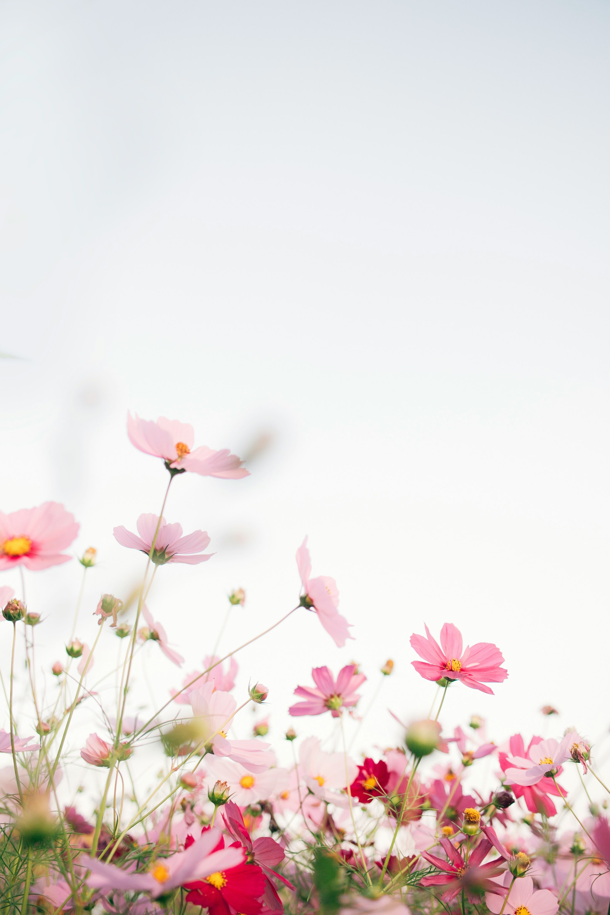 Field of pink and red cosmos flowers with yellow centers against clear blue sky, low angle view.