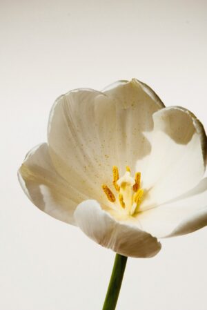 Close-up of a white tulip with yellow stamens against a pale background.